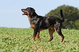 BEAUCERON 526